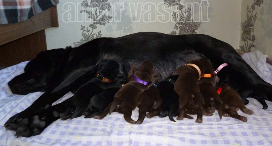 Шоколадные и чёрные щенки лабрадора в возрасте 5 дней