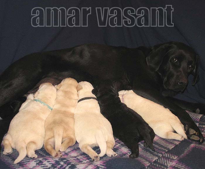 Амар Васант Дива Доминика и её щенки, рождённые 14 октября 2014 г