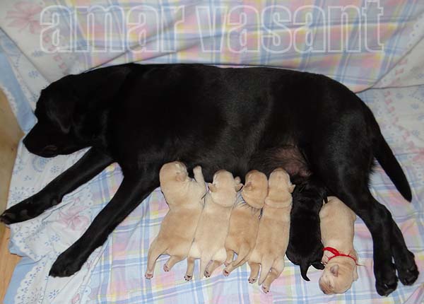 Чёрный лабрадор АМАР ВАСАНТ РИШЕС РИЭЛЬ со щенками рождёнными 8 января 2017 г. 
