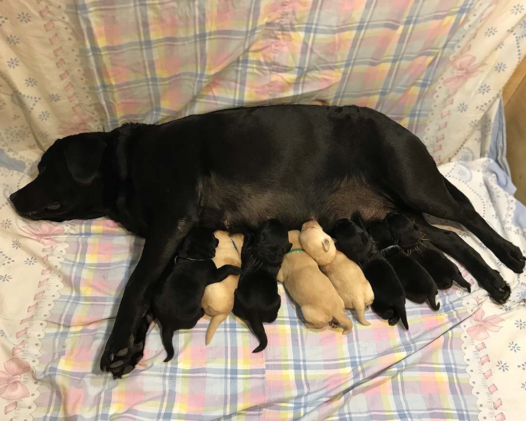 Чёрный лабрадор АМАР ВАСАНТ РИШЕС РИЭЛЬ со щенками рождёнными 17 июня 2019 г. 
