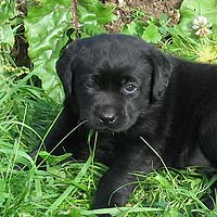 черный щенок лабрадора ретривера