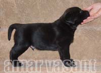 черный щенок лабрадора из второго помета