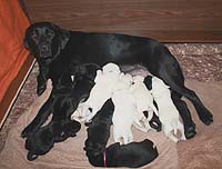 Амар Васант Мэрилин с щенками рождёнными 22.09.2014