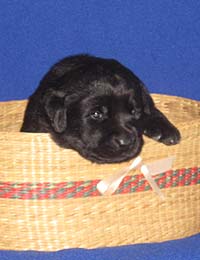 фото черного щенка лабрадора