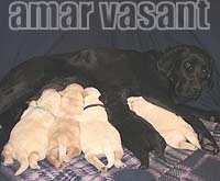 Амар Васант Дива Доминика и её щенки, рождённые 14 октября 2014 г