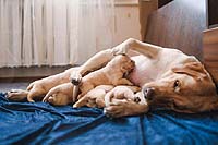 Амар Васант Бьюти Блонд со своими щенками