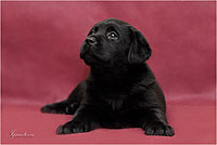 черный щенок лабрадора