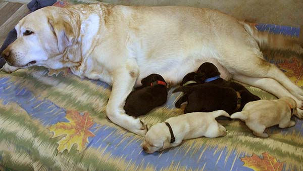 Фото щенков лабрадора в возрасте 1 неделя