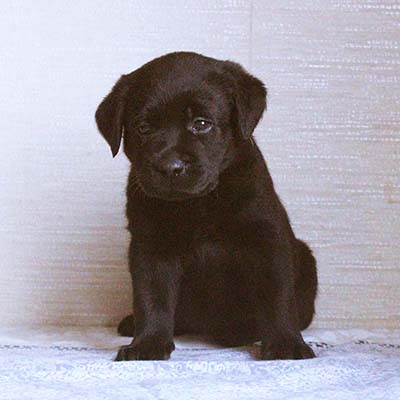 черный щенок лабрадора - девочка