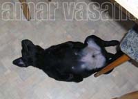 черный щенок лабрадора Амар Васант Фаст Фейворит