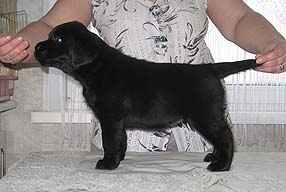 Черный щенок лабрадора девочка