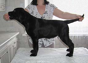 Черный щенок лабрадора Гера